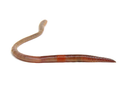 Earth worm isolated on white backgroundの写真素材