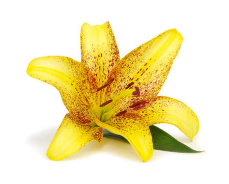 Yellow lily on a white backgroundの写真素材