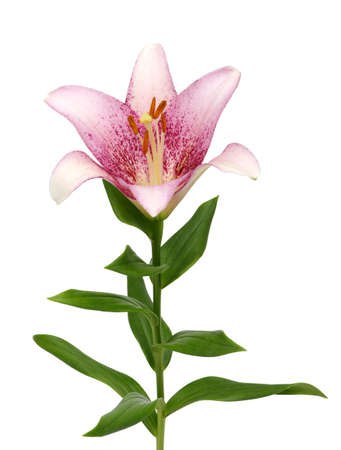 pink lily flower on white backgroundの写真素材