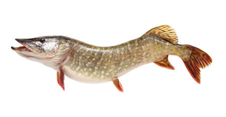Pike isolated on white backgroundの写真素材