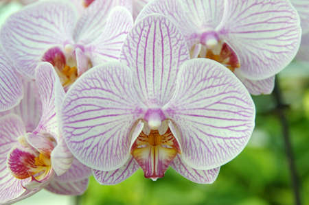 Orchid flower and green leaves background with sunlight in gardenの写真素材