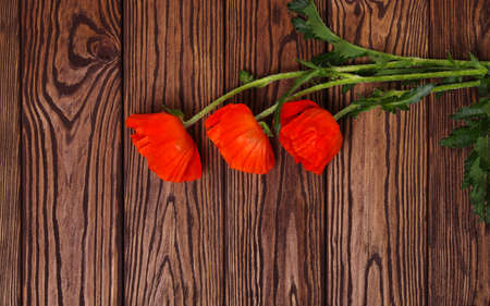Red poppy on wood backgroundの写真素材