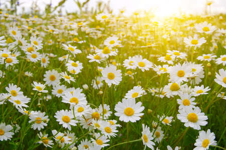 White camomiles on green field and sunの写真素材