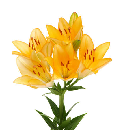 Beautiful lilies on a white backgroundの写真素材