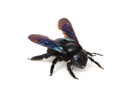 Black bumblebee isolated on white backgroundの写真素材
