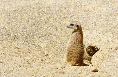 Meercat on the sand .の写真素材