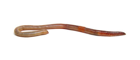 Earth worm isolated on white backgroundの写真素材