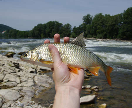 fish in the hand caught in the riverの写真素材