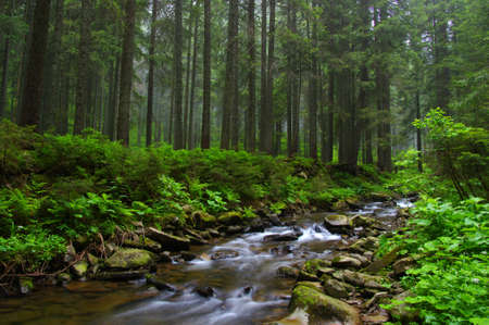 Creek in the woods and trees in the fogの写真素材