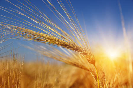 Golden wheat close up on sun. Rural scene under sunlight. Summer background. Growth harvest.の写真素材