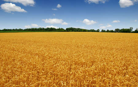 Golden wheat field with blue sky in backgroundの写真素材