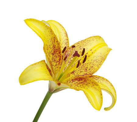 flower yellow lily on white backgroundの写真素材