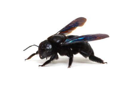 Bumblebee - Xylocopa violacea isolated on white backgroundの写真素材