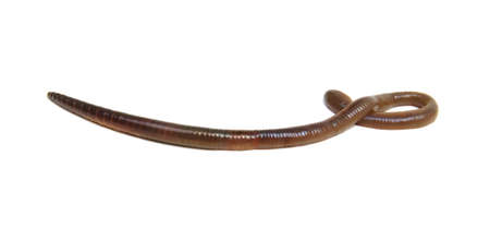 Earth worm isolated on white backgroundの写真素材