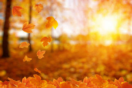 Autumn leaves on the sun. Fall blurred background.の写真素材
