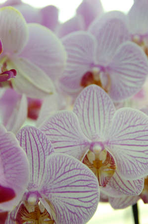 Orchid flower and green leaves background with sunlight in gardenの写真素材