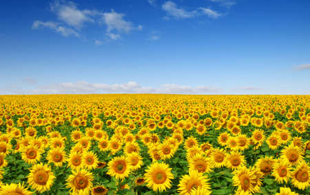Sunflowers field on sky backgroundの写真素材