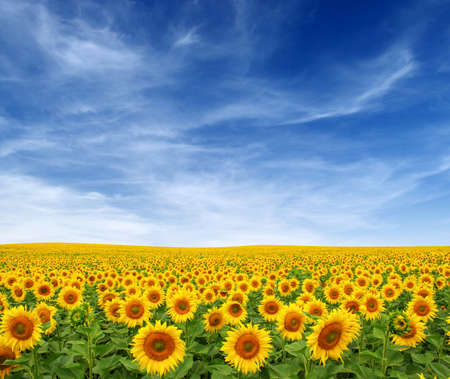 Sunflowers field on sky backgroundの写真素材