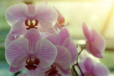 Orchid flower and green leaves background with sunlight in gardenの写真素材