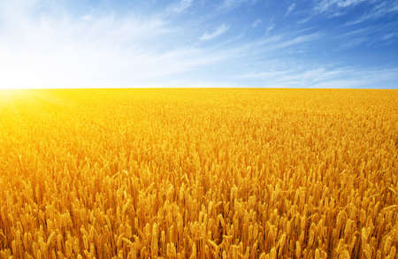 Wheat field and sun in the skyの写真素材