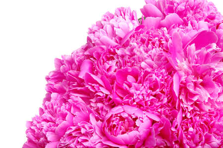 Pink peony flower isolated on white background.の写真素材