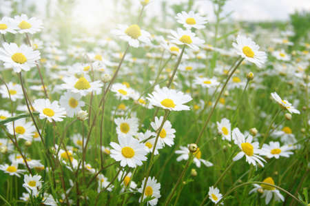 White camomiles on green field and sunの写真素材