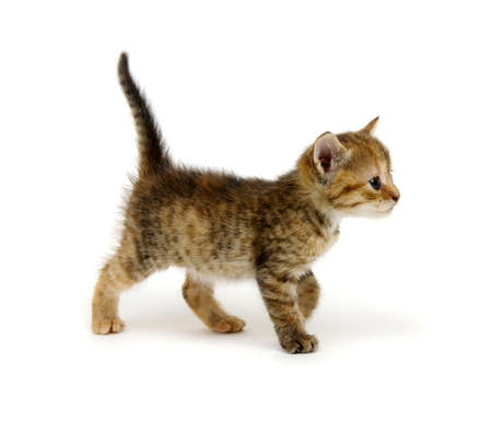 Little beautiful funny kitten on white backgroundの写真素材