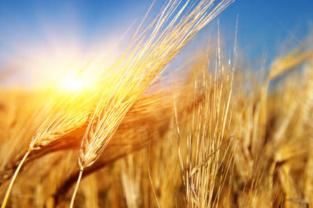 Golden wheat close up on sun. Rural scene under sunlight. Summer background. Growth harvest.の写真素材