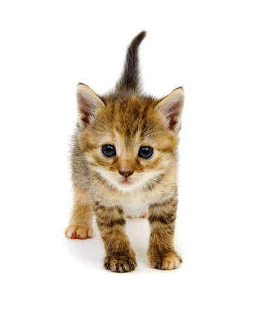 Little beautiful funny kitten on white backgroundの写真素材