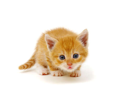 Little beautiful funny kitten on white backgroundの写真素材