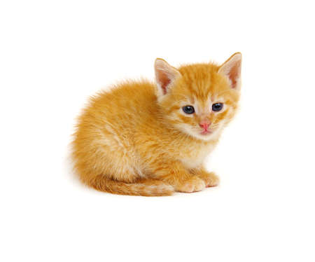 Little beautiful funny kitten on white backgroundの写真素材