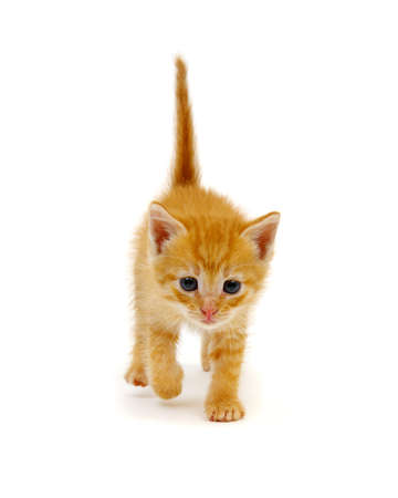 Little beautiful funny kitten on white backgroundの写真素材