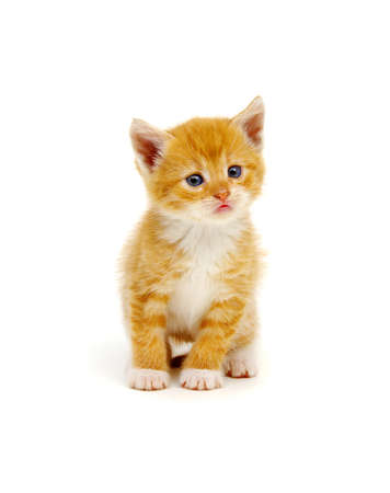 Little beautiful funny kitten on white backgroundの写真素材