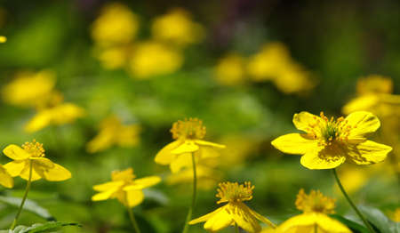 field of spring yellow flowersの写真素材