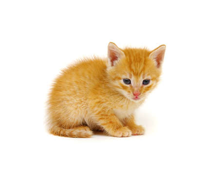 Little beautiful funny kitten on white backgroundの写真素材