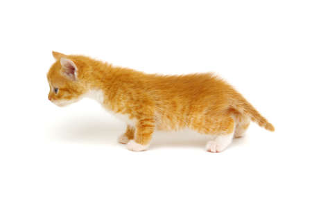 Little beautiful funny kitten on white backgroundの写真素材