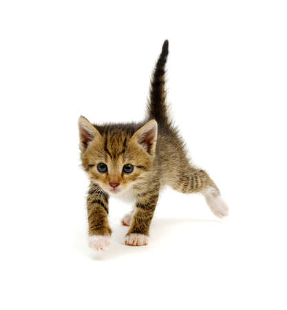 Little beautiful funny kitten on white backgroundの写真素材