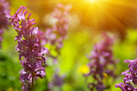 field of spring flowers and sunlightの写真素材
