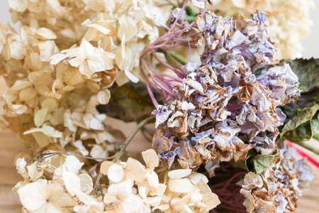 Dry hydrangea flowersの写真素材