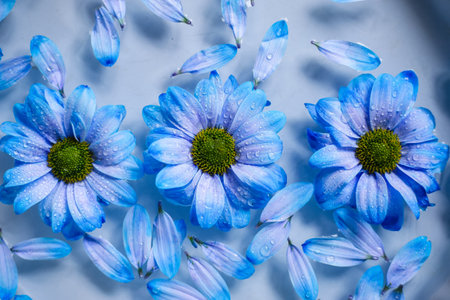 flower flowers blue on water closeup with water dropsの写真素材