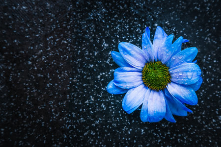 Beautiful blue flower on a black background with water, a flower with water drops. macro flower nightの写真素材