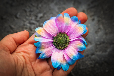 iridescent bright flower in hand on a black background close-up top viewの写真素材