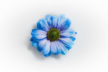 blue flower on white background closeup with water dropsの写真素材