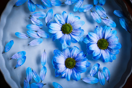 flower flowers and petals blue blue on water close-up with water drops