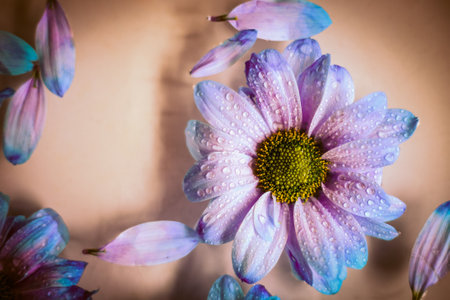 flower pink blue with petals on water closeup