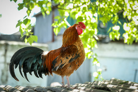 A decorative rooster on duty in the zoo's chicken coop jumped onto the roof to keep an eye on thingsの写真素材