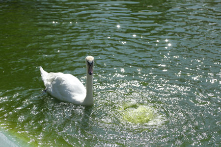 A close-up of a white swan swimming in a pond on the zoo grounds. The sunlight plays brightly with its colors.の写真素材