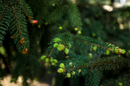 Background young pine branch with cone in sunlightの写真素材