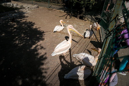 Pink Australian pelican in the zoo in the open air behind the fence close-upの写真素材