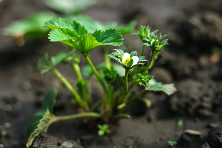 The birth of a young strawberry bush with green berries, the earth full of hope.の写真素材